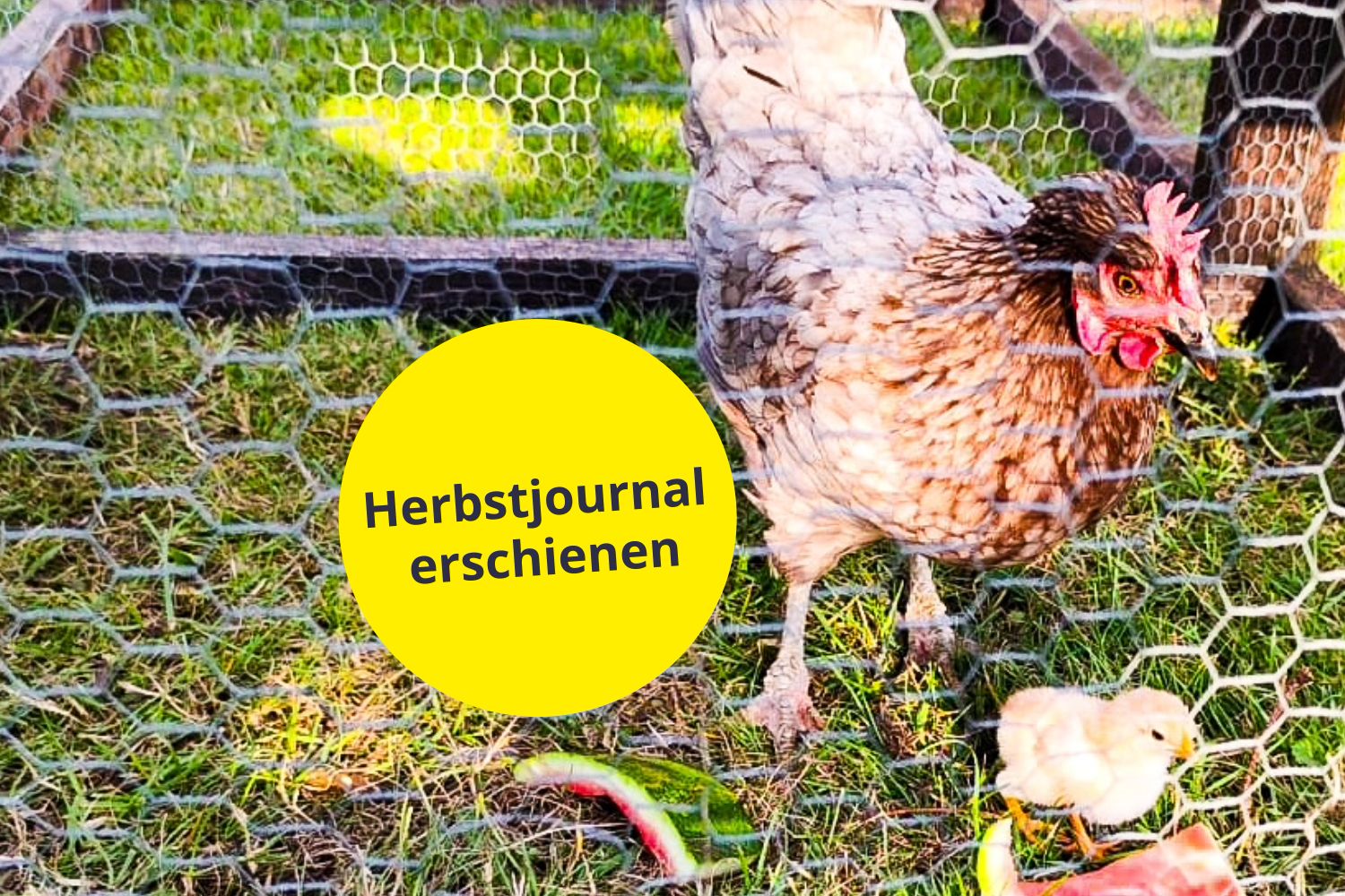 Im Herbstjournal: Vom Ei zum Küken